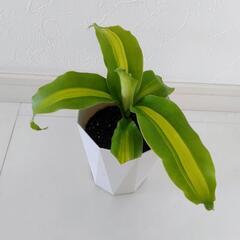 お話中🌿観葉植物🌿幸福の木🌿ドナセラ🌿の画像