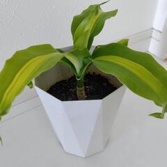 お話中🌿観葉植物🌿幸福の木🌿ドナセラ🌿の画像