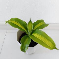 お話中🌿観葉植物🌿幸福の木🌿ドナセラ🌿