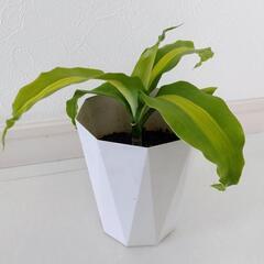 お話中🌿観葉植物🌿幸福の木🌿ドナセラ🌿の画像