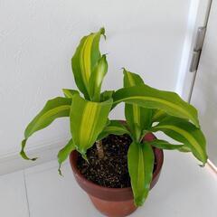 お話中🌿観葉植物🌿ドナセラ🌿幸福の木🌿の画像