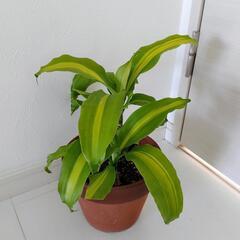 お話中🌿観葉植物🌿ドナセラ🌿幸福の木🌿の画像