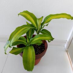 お話中🌿観葉植物🌿ドナセラ🌿幸福の木🌿の画像