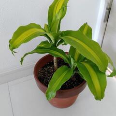 お話中🌿観葉植物🌿ドナセラ🌿幸福の木🌿
