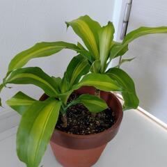 お話中🌿観葉植物🌿ドナセラ🌿幸福の木🌿の画像