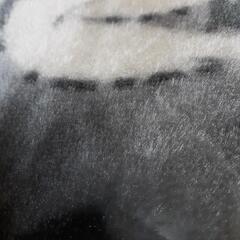 これからの季節に毛足の少しあるカーペットの画像