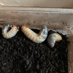 カブトムシの幼虫　⭐︎20匹⭐︎