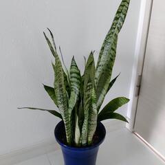 ３取置🌿観葉植物🌿サンセベリア🌿ゼラニカ🌿の画像