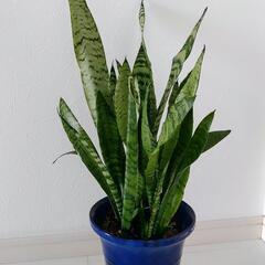３取置🌿観葉植物🌿サンセベリア🌿ゼラニカ🌿