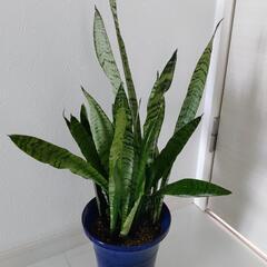 ３取置🌿観葉植物🌿サンセベリア🌿ゼラニカ🌿の画像