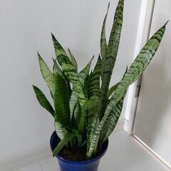 ３取置🌿観葉植物🌿サンセベリア🌿ゼラニカ🌿の画像