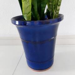 ３取置🌿観葉植物🌿サンセベリア🌿ゼラニカ🌿の画像