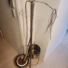 ドラセナコンセンチネレインボー