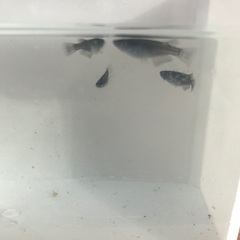 ミッドナイトフリル　若魚　1匹300円の画像