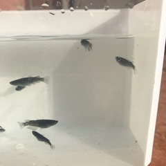 ミッドナイトフリル　若魚　1匹300円の画像
