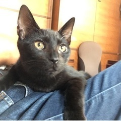 スタイル抜群！黒猫ちゃん