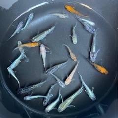 🐟ミックスメダカ③🐟 30匹 今年生まれ幼魚〜若魚