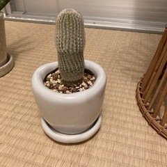 サボテン