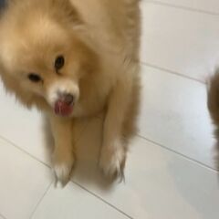 犬のカットしていただけませんか