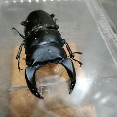 極太系国産オオクワガタ  2♂7♀
