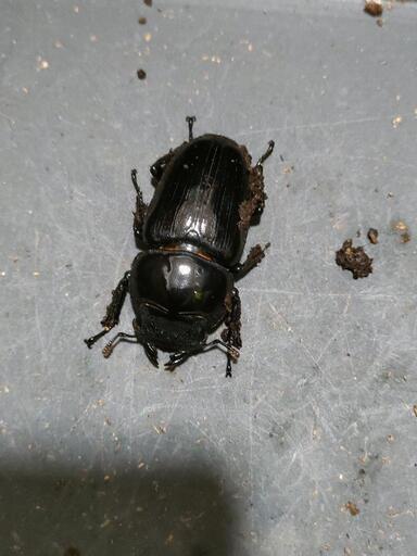 極太系国産オオクワガタ  6♀