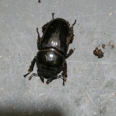 極太系国産オオクワガタ  6♀
