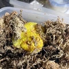 クラウンウェルツノガエル　アルビノストロベリーとアルビノの2匹です
