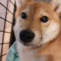 6ヵ月の柴犬男の子🐶