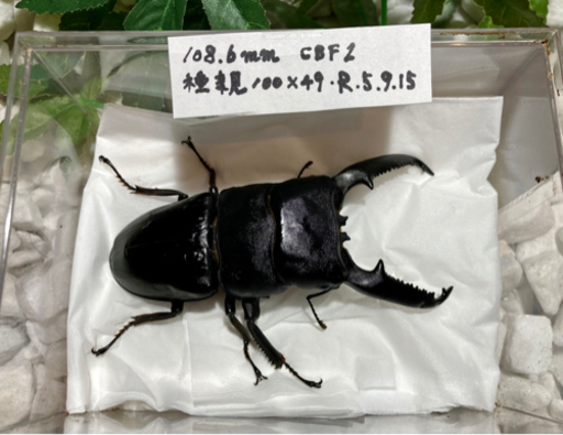 商談中☆メガ級超特大　パラワンオオヒラタクワガタ　1ペア