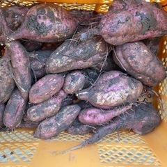 🍠②安納芋🍠焼き芋🍠天ぷら🍠芋ご飯🍠たっぷり4kg🍠