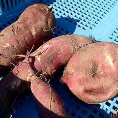 さつまいもの収穫体験