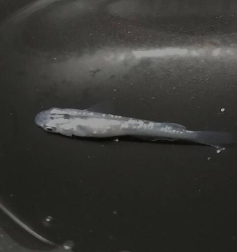 メダカ、プラチナシャンパン