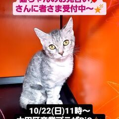 10/22(日)譲渡会。6月生ラパーマ(⋈◍＞◡＜◍)。✧♡