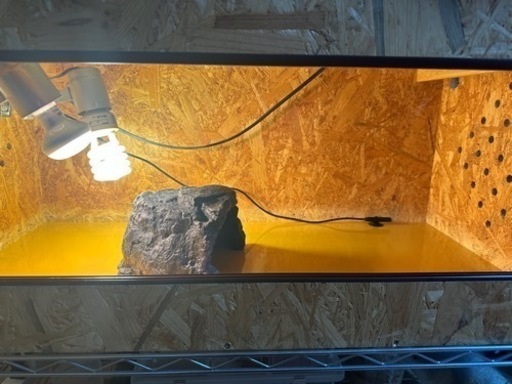 決まりました　爬虫類　ケージ　飼育セット　フトアゴヒゲトカゲ