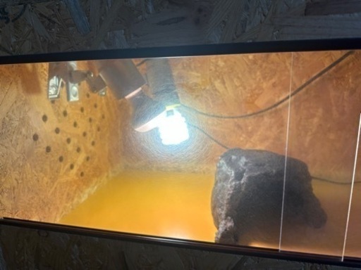 決まりました　爬虫類　ケージ　飼育セット　フトアゴヒゲトカゲ