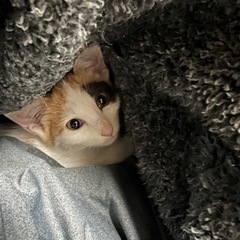 生後1ヶ月程の三毛猫チャン