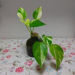 観葉植物差し上げます。