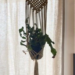 観葉植物　ハンギング　マクラメ  セット
