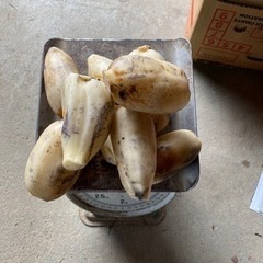 大口蓮根掘り始めました。
