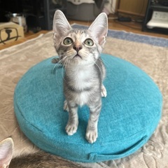 元気いっぱい遊んでいます４兄弟千ちゃん祭ちゃんタイ君テン君