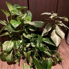 観葉植物・3鉢セット12 ボリュームあり