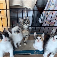 保護した猫の里親募集(1.5ヶ月)
