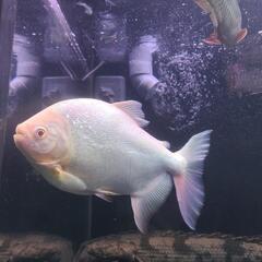 アルビノコロソマ　大型魚　古代魚