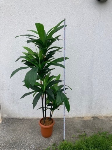 値下げ⬇️しました！造花　高さ143センチくらい