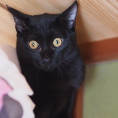 黒猫の甘えん坊　さく君　