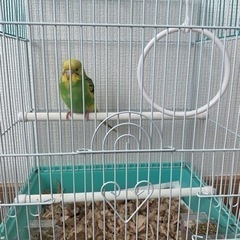 セキセイインコ(里親さん決まりました)