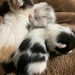 子猫