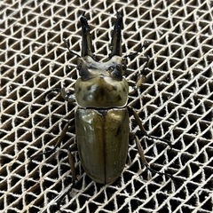 ババオウゴンオニクワガタ♂単