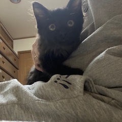 黒長毛ルフィー君