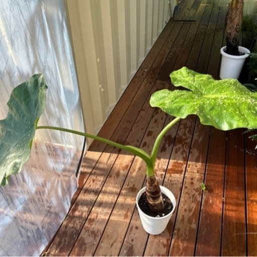 クワズイモ　6号　観葉植物